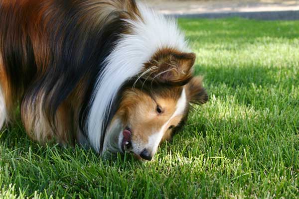 Il cane ha mangiato l'edera