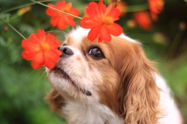 giglio mangiato dal cane