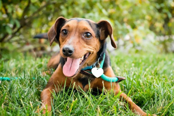 Il cane ha mangiato un giglio