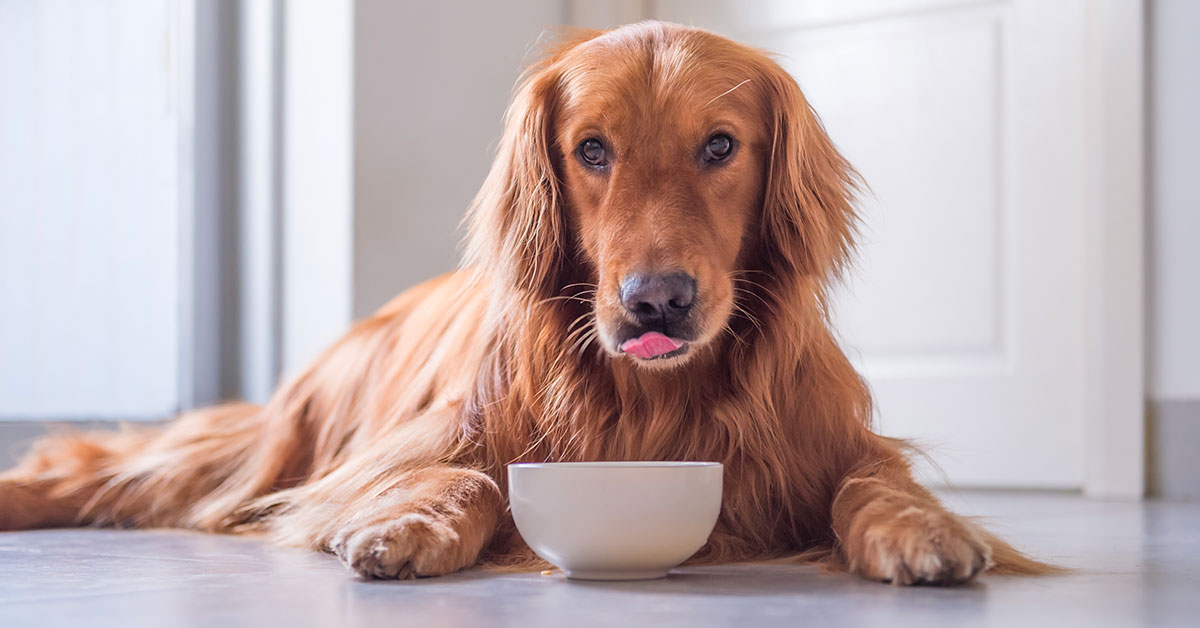 Il cane può bere acqua di cocco?