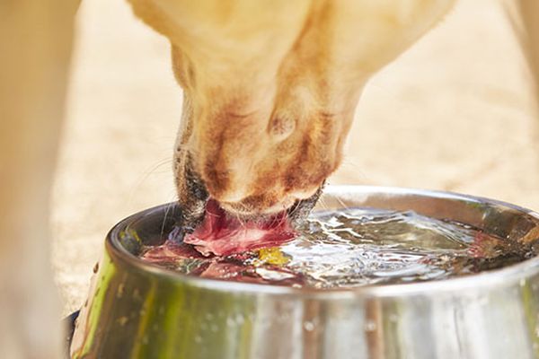 Il cane può bere acqua di cocco