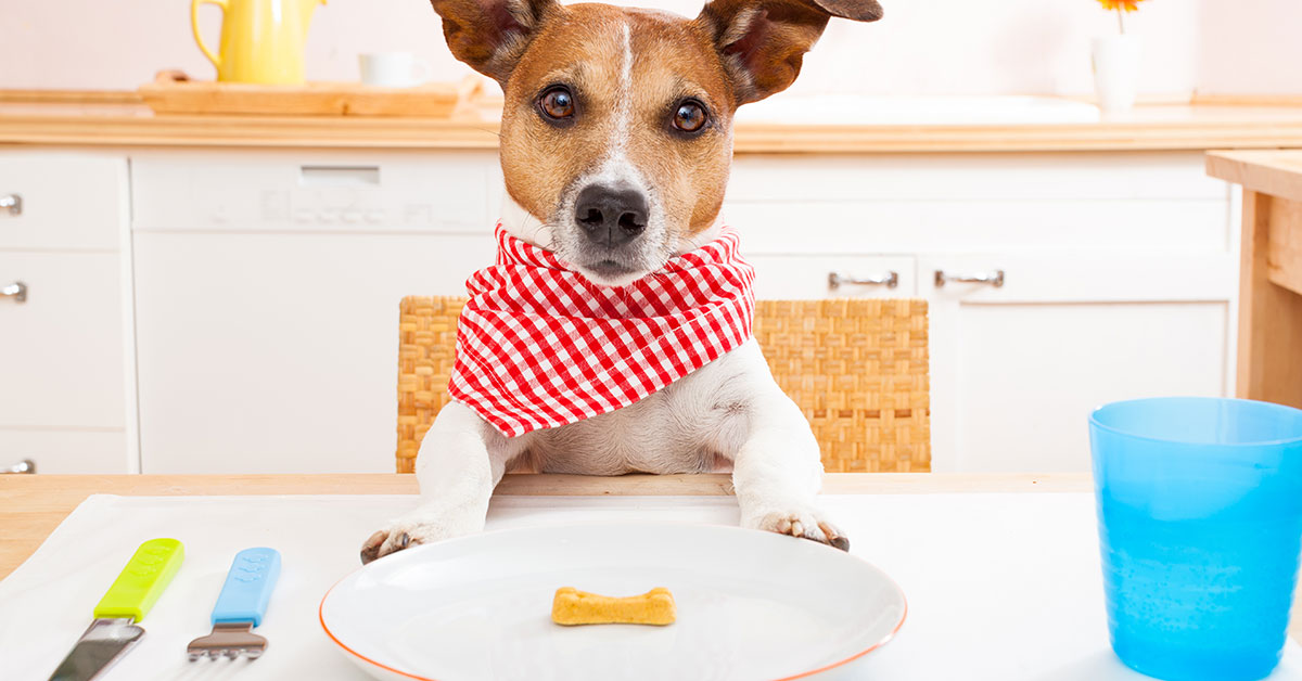 Il cane può mangiare la segale? E il pane di segale?