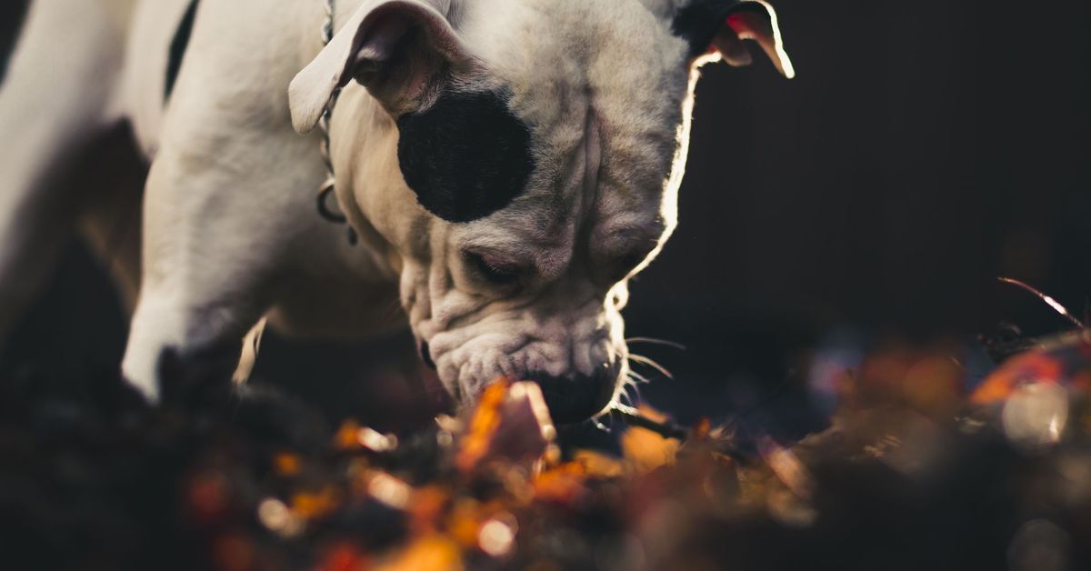 Il cane può mangiare le fave o sono dannose?