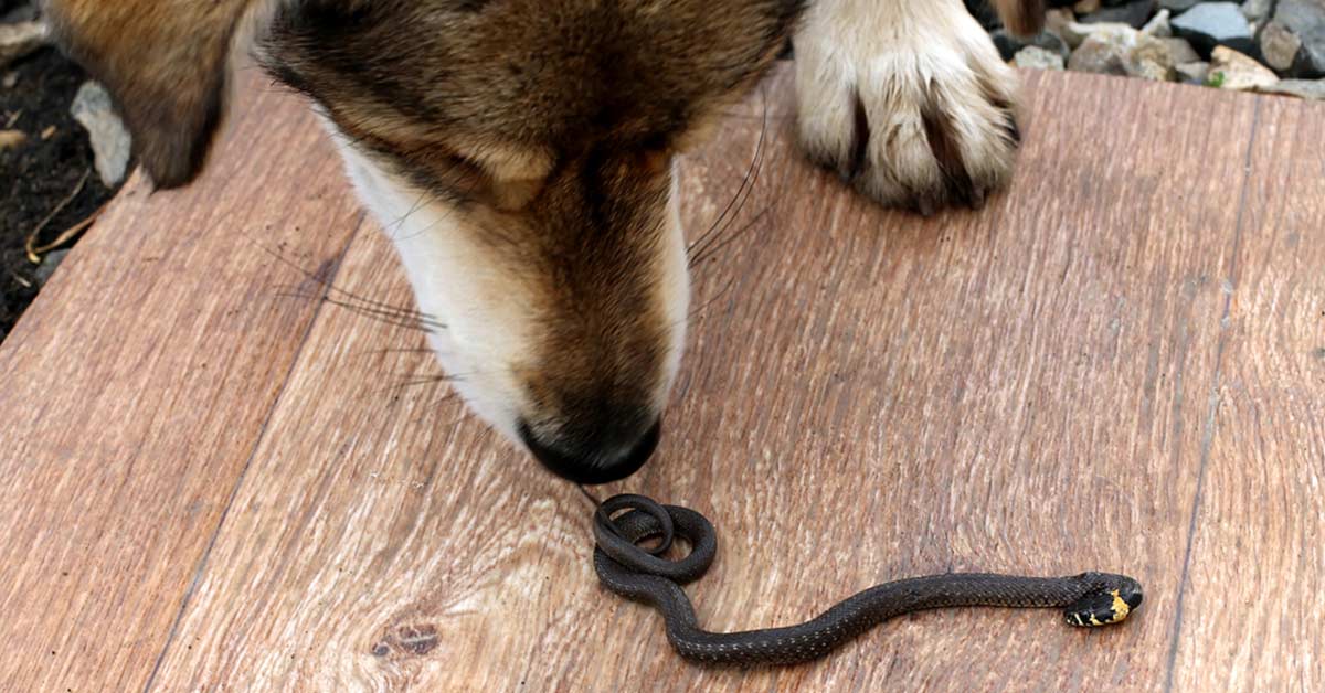 Insegnare a un cane a evitare i serpenti: ecco come fare