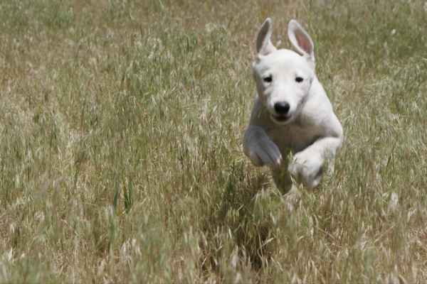 Insegnare a un cane 