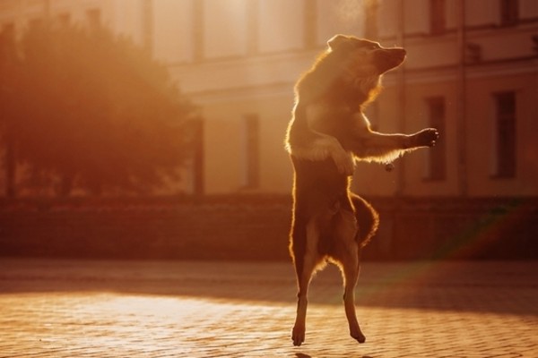 Insegnare al cane a ballare