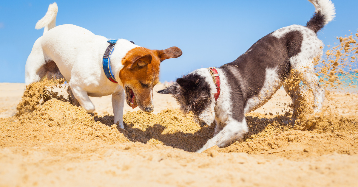 Insegnare al cane a cercare e trovare qualcosa: ecco come