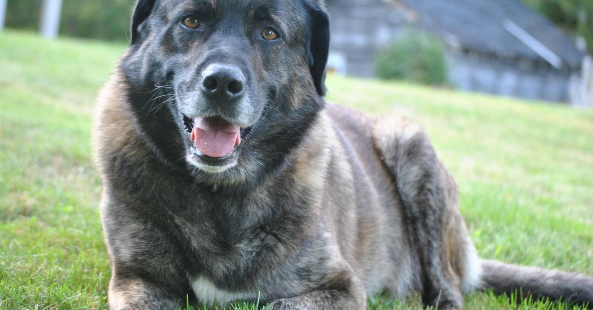 Insegnare al cane a tornare al suo posto: il comando “a cuccia”