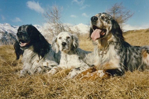 Insegnare al cane a tornare al suo posto