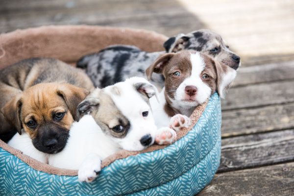 Istinto materno del cane