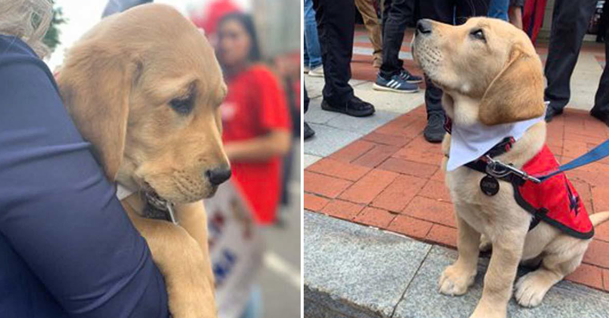 Captain, il futuro cane da assistenza che è una Mascotte di Hockey