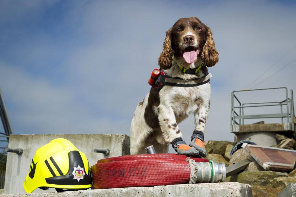 La storia del cane Diesel