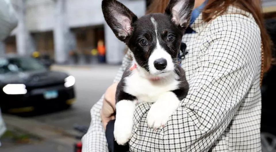 La-storia-del-cane-Dream-Corgi