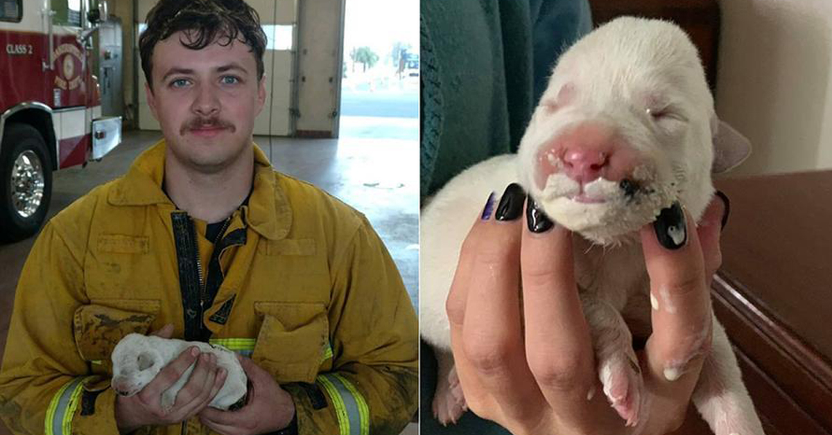 Fuego, il cucciolo di cane salvato da un incendio che oggi è felice