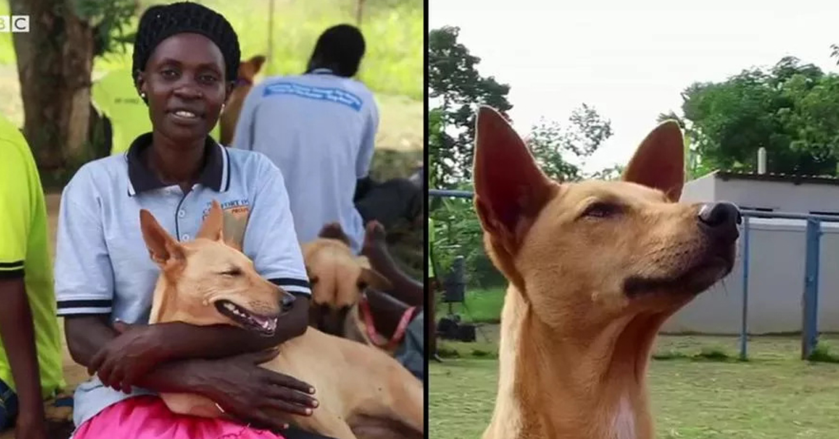 Lok Oroma, il cane che ha salvato una donna sopravvissuta alla guerra