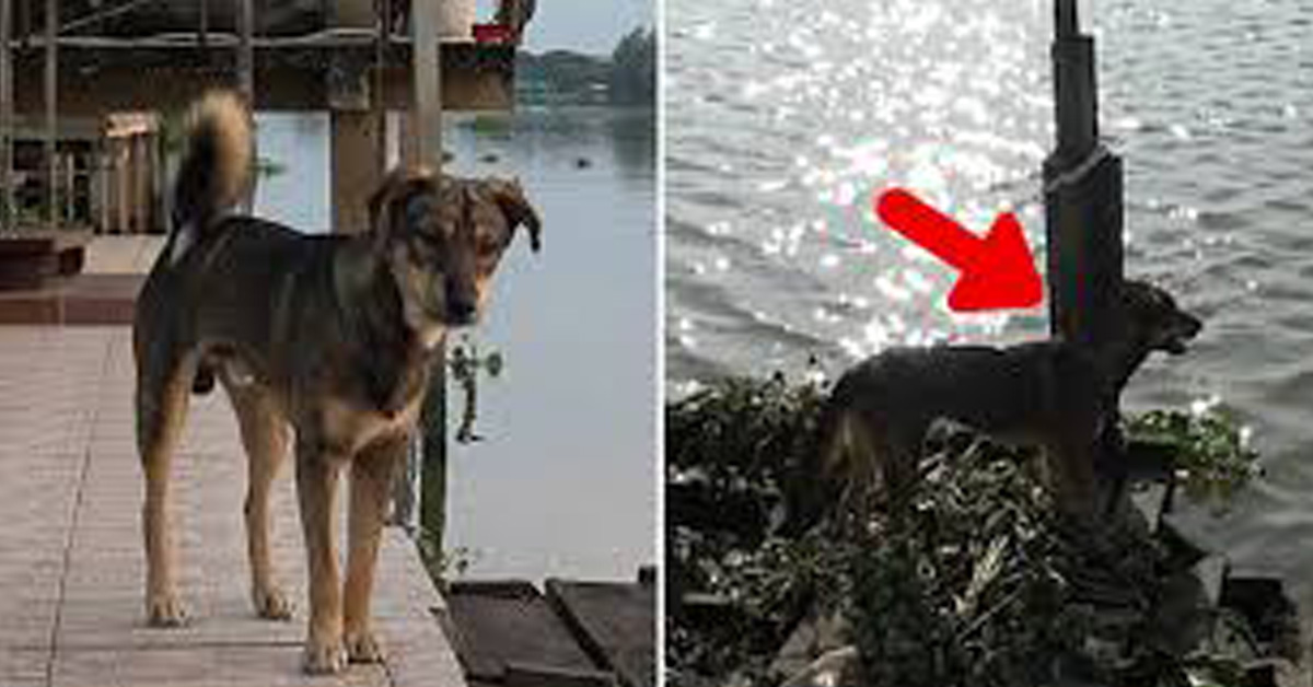 Luck, il cane che aspetta sul molo il ritorno del proprietario