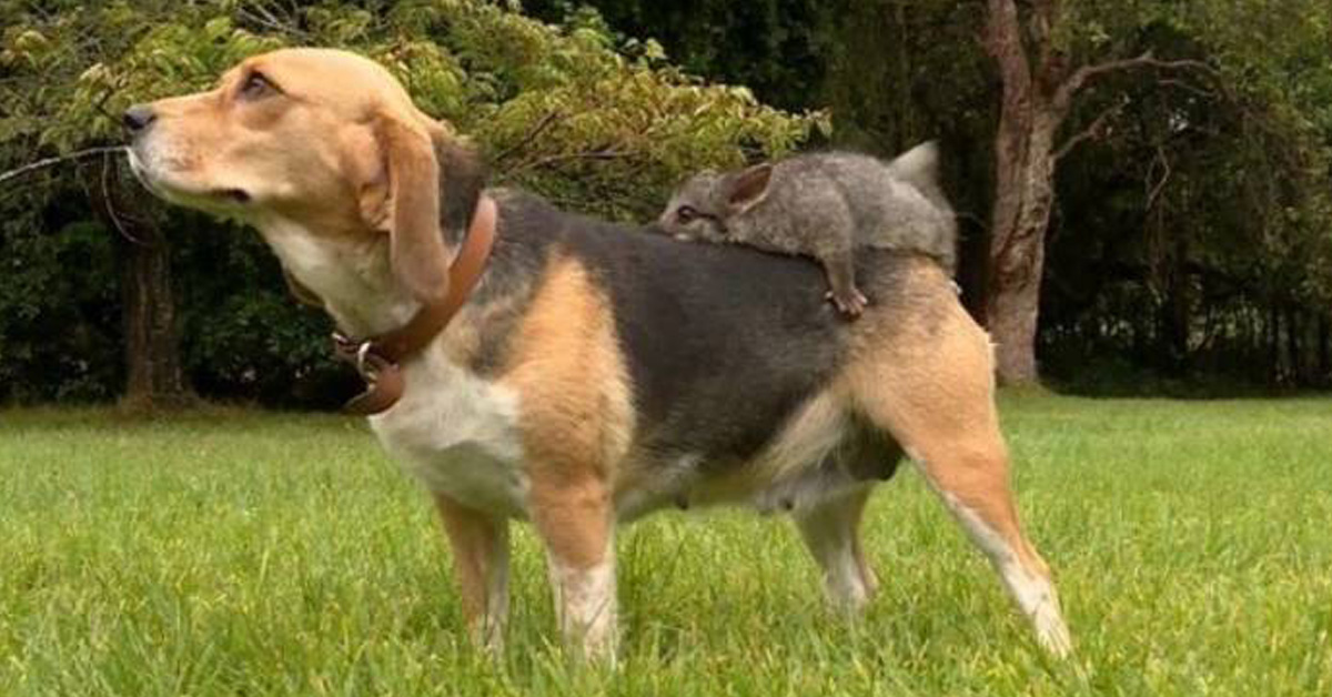 Molly, il cane che ha adottato un opossum