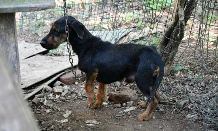 La storia del cane Poldo