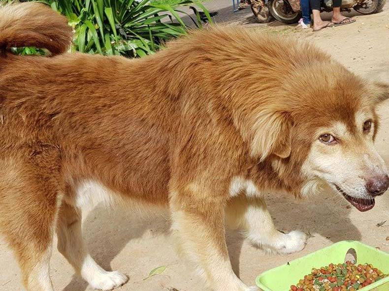 La storia del cane Tchimi