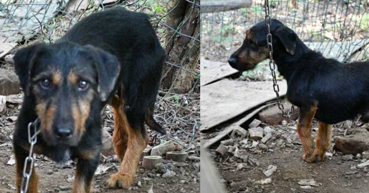 Como: la storia di Poldo, da cane maltrattato a Mascotte