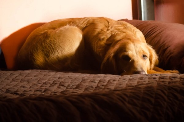 Letto per cani