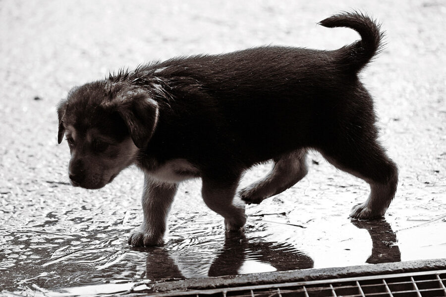 cane sotto la pioggia