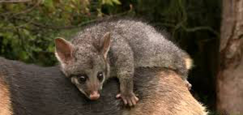 Opossum sopra un cane