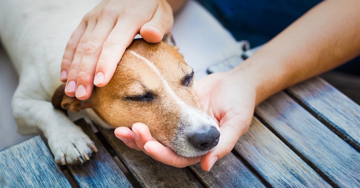 Perchè accarezzare un cane è terapeutico?