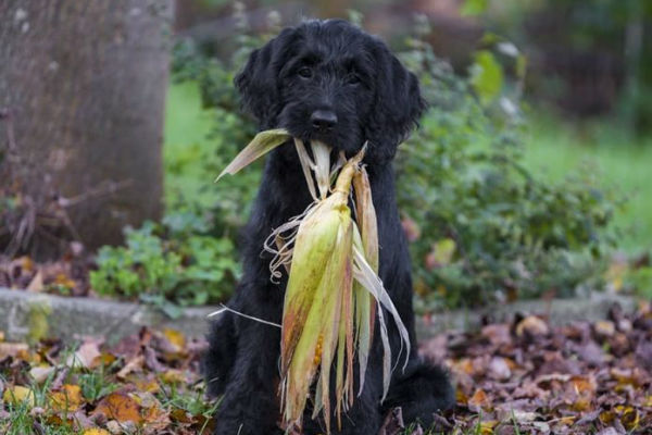 cane nero