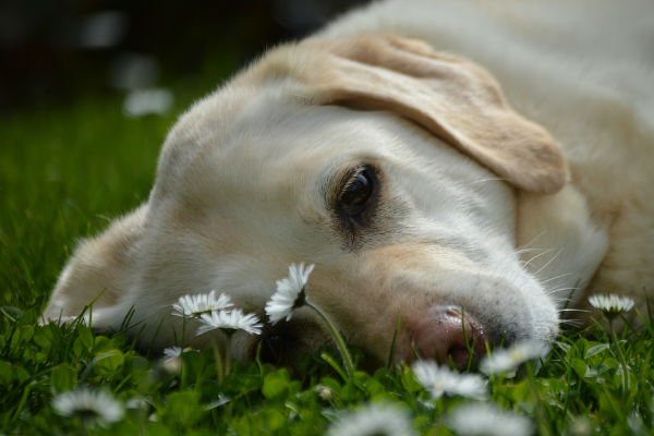 cane sul prato