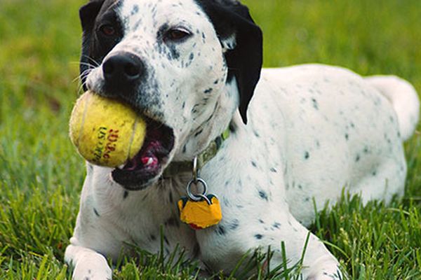 cane e ricompense