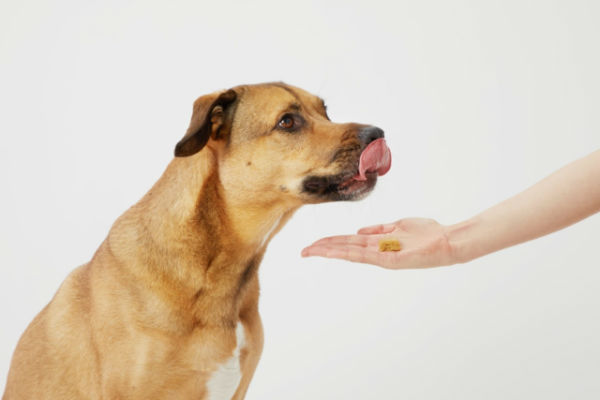 ricompensa per il cane