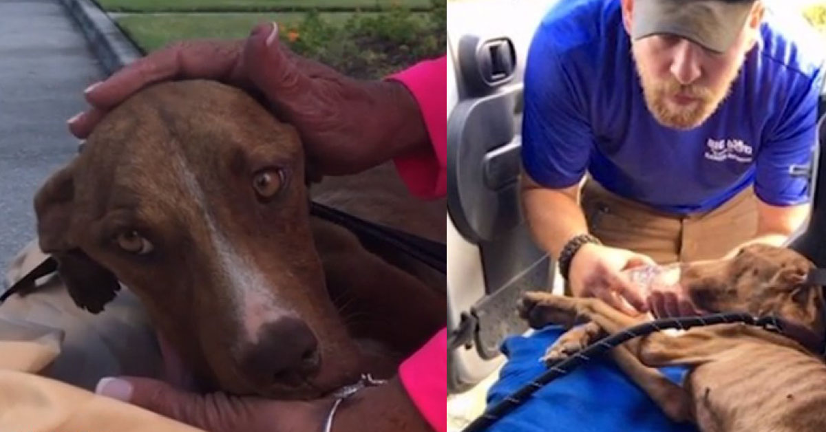 Miracle, il cane trovato vivo sotto le macerie a settimane dall’Uragano Dorian