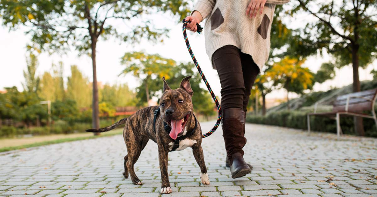 Come scegliere la pettorina del cane