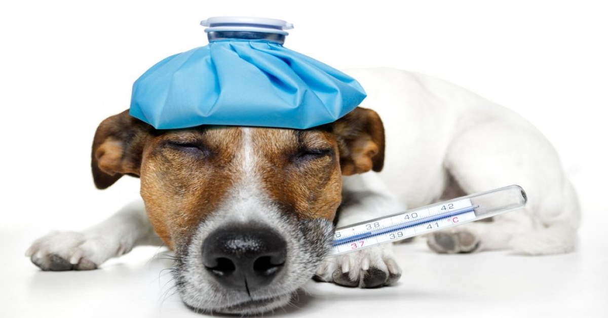 Stafilococco nel cane: tutte le cose da sapere dell’infezione