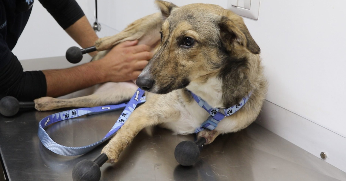 Piedino, il cane con le protesi a tutte e quattro le zampe