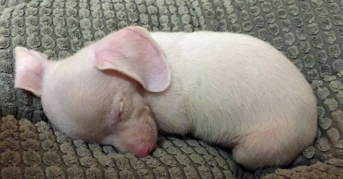 Piglet, il cane rosa che insegna a non arrendersi mai