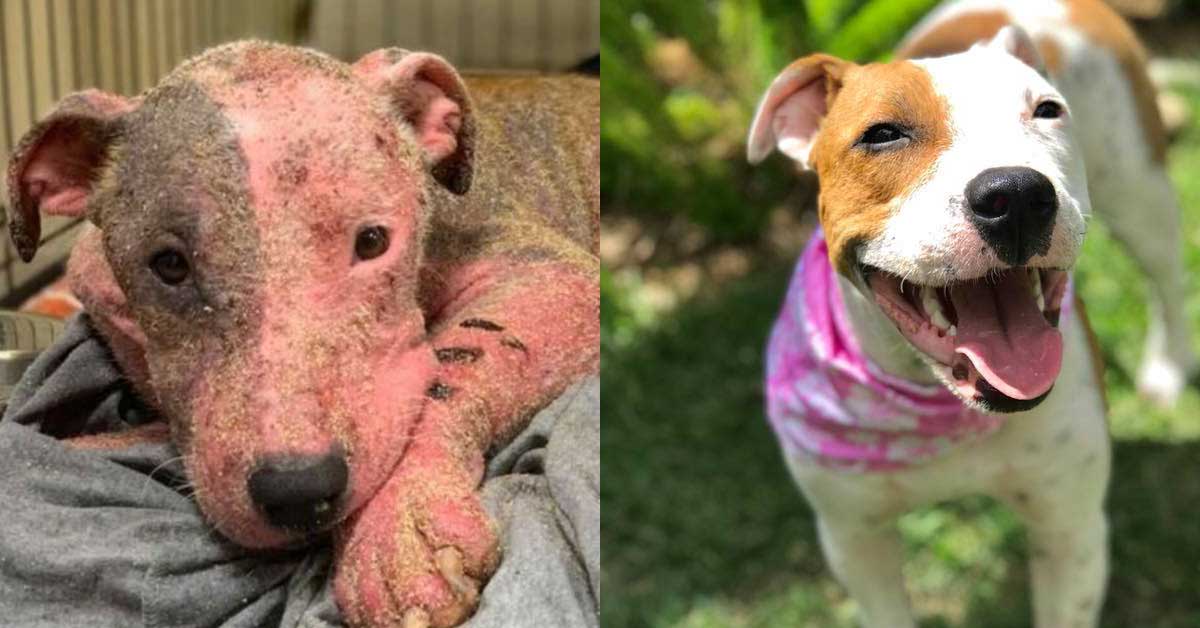 La trasformazione di Leialoha, il cane sepolto vivo in spiaggia