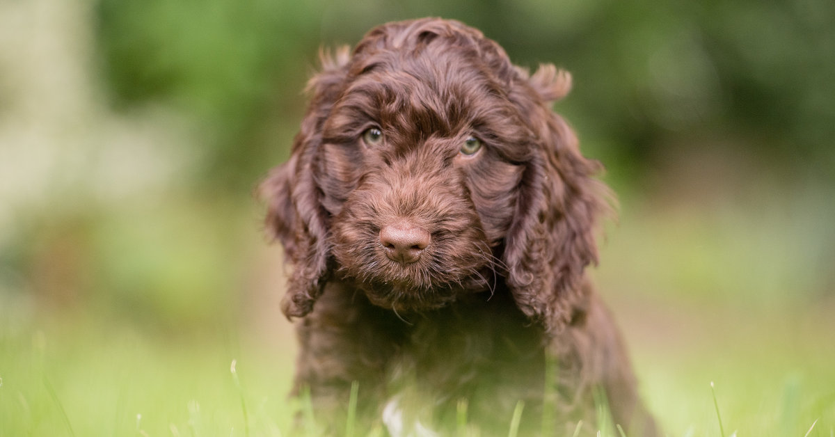 Trucchi per addestrare il cucciolo: i 10 più efficaci