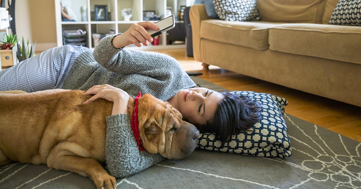 Insegnare al cane a non abbaiare al telefono: ecco come