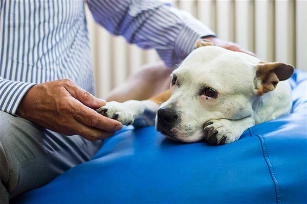 cane giù di morale