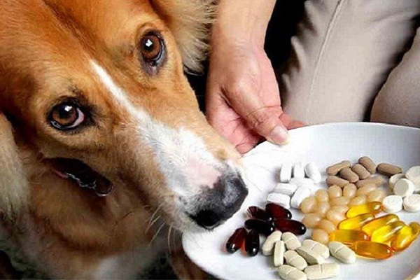 cane prende le medicine