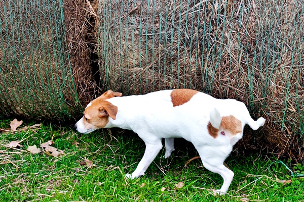 piccolo cane che fa la pipì