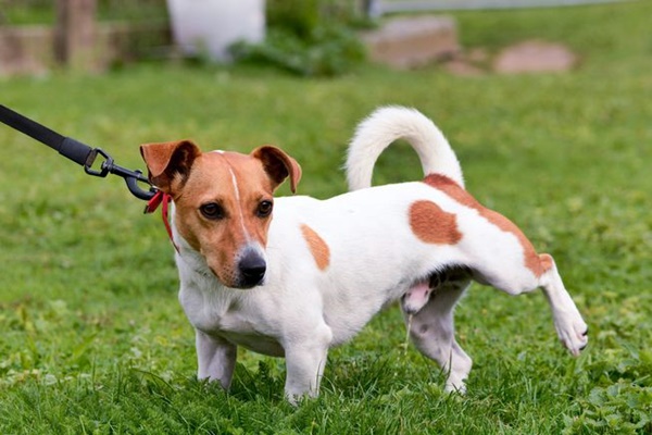 cane che fa pipì in giardino