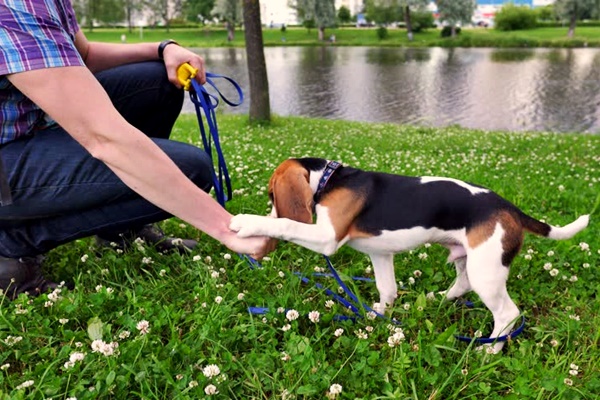 cucciolo con il suo padrone