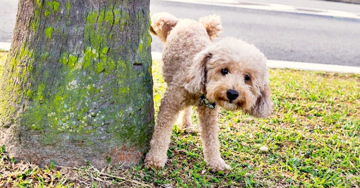 Addestrare un cane a fare i bisogni fuori: ecco come