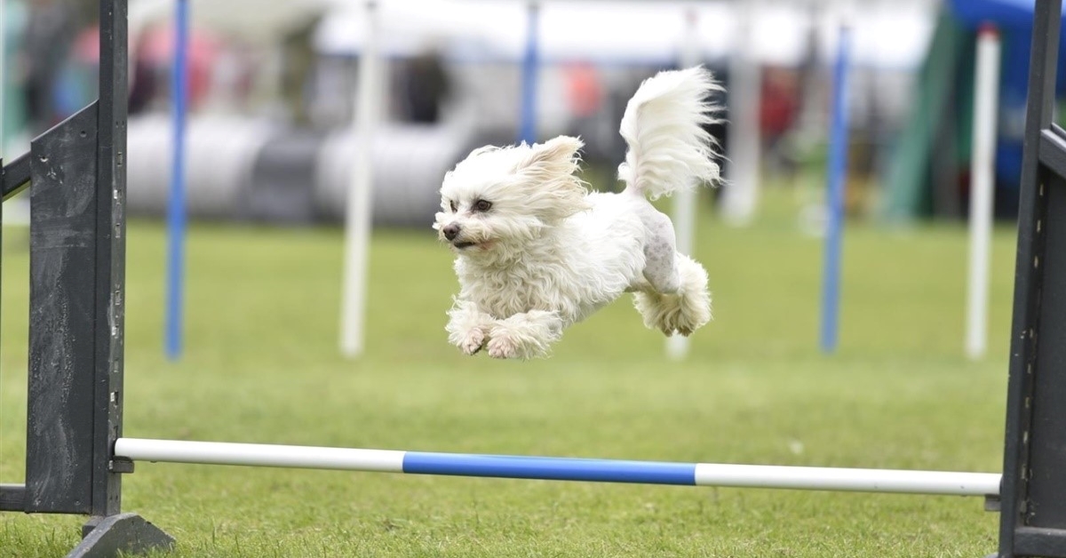 Agility sport per cani: come iniziare a praticarli