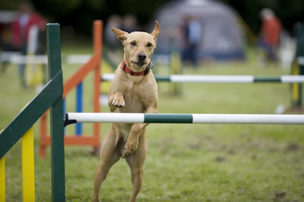 sport per cani