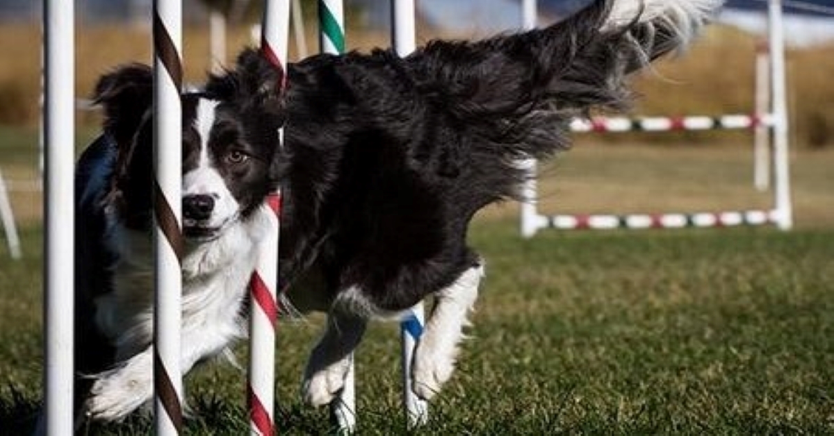 Come insegnare lo slalom al cane : qualche trucco