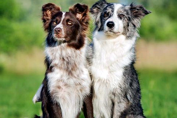 coppia di border collie